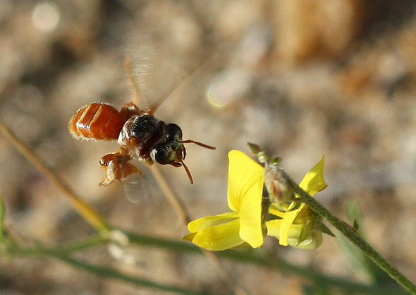 Beauty is in the eye of the bee holder. Behold Samba turkana, the worlds newest known bee. Photo by Dino J. Martins)